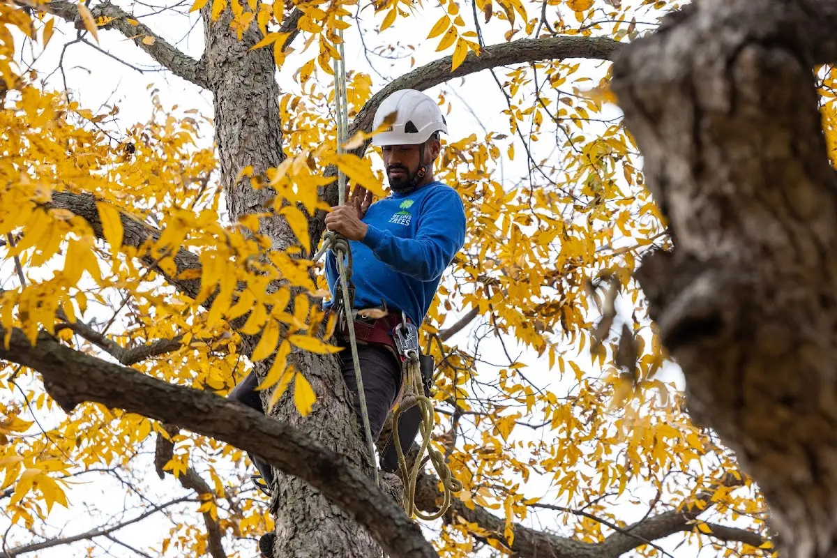 Skilled Storm Damage Cleanup crew working in Monterey