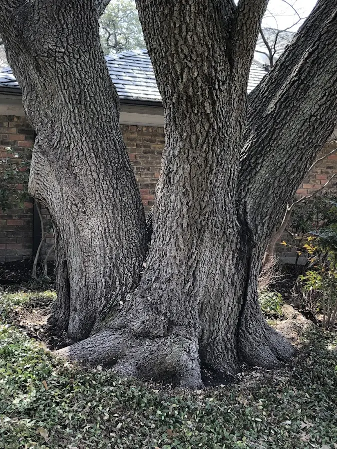 Mature heritage tree close to a Monterey property cared for by certified arborists